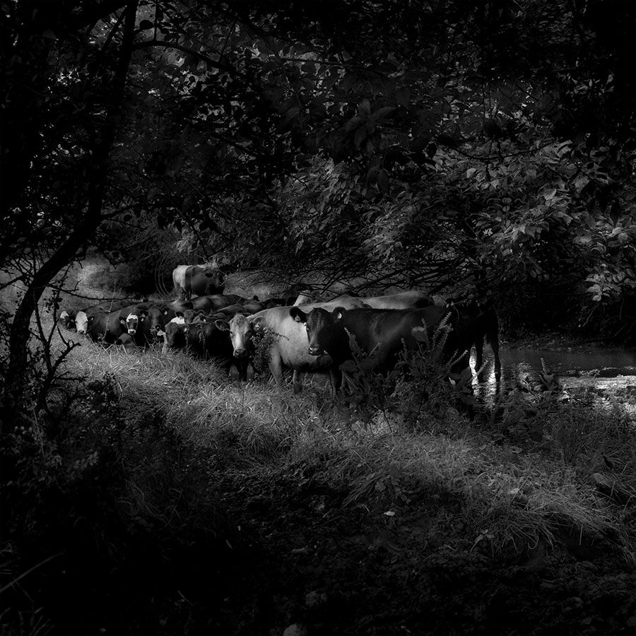 <span style="font-size:16px;"> Harpeth Watershed Cows</span> : South : nick dantona fine art photography