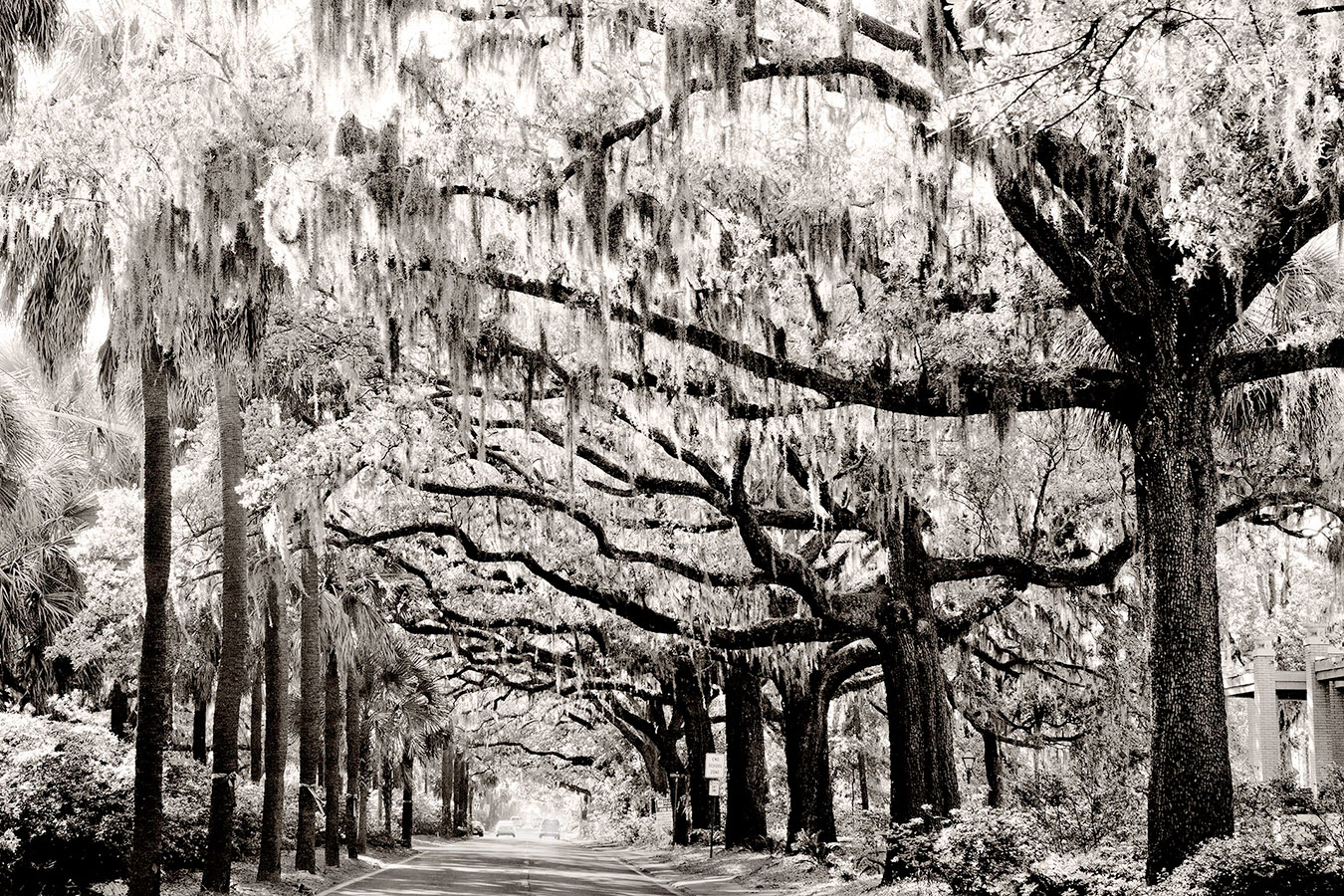 <span style="font-size:16px;"> Savannah Canopy</span> : South : nick dantona fine art photography