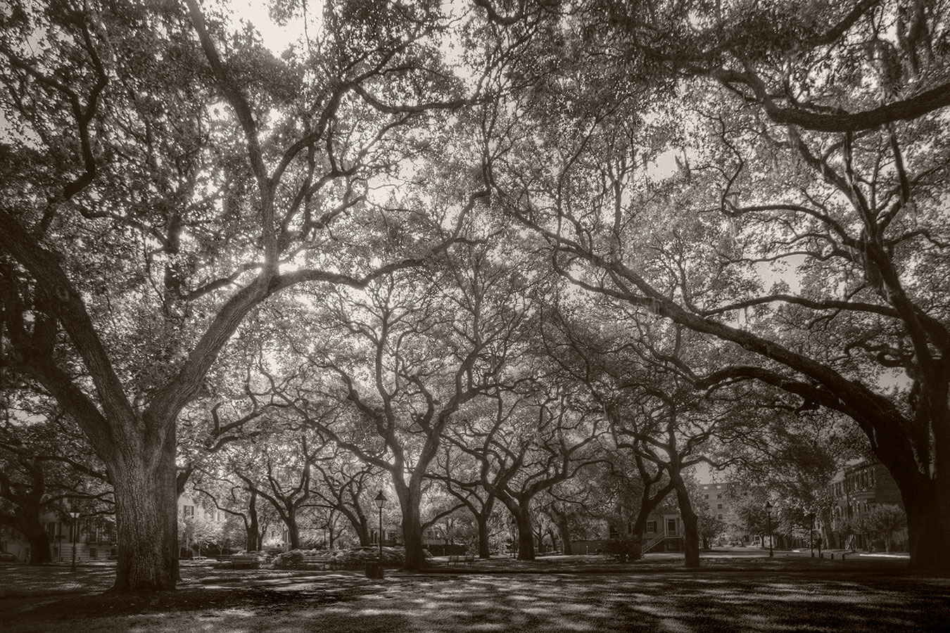 <span style="font-size:16px;"> Savannah Square</span> : South : nick dantona fine art photography