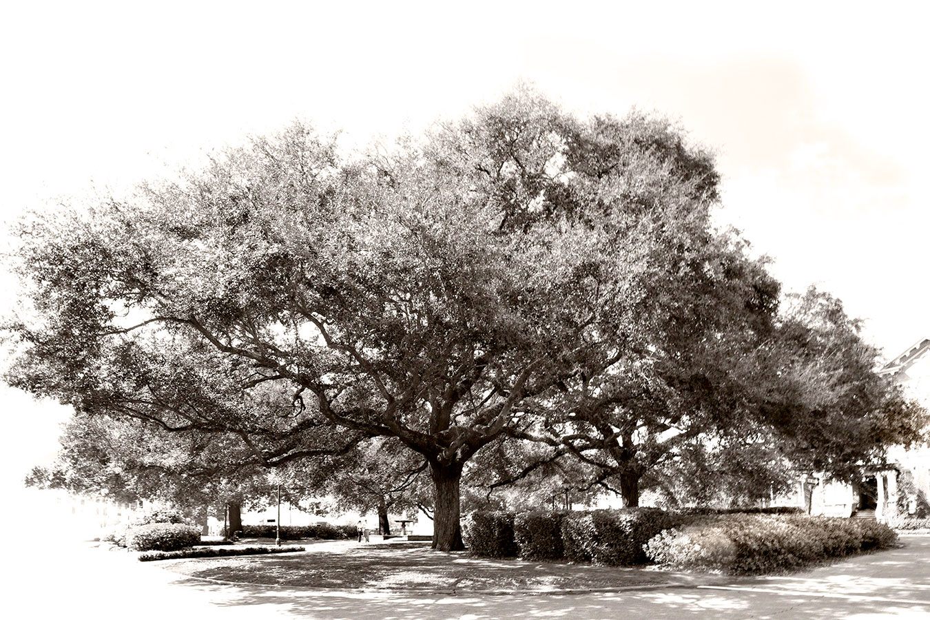 <span style="font-size:16px;"> Tree of Columbia Square</span> : South : nick dantona fine art photography