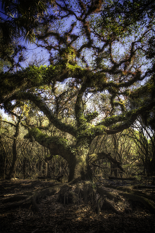 <span style="font-size:16px;">Loxahachee Angel Tree</span> : South : nick dantona fine art photography