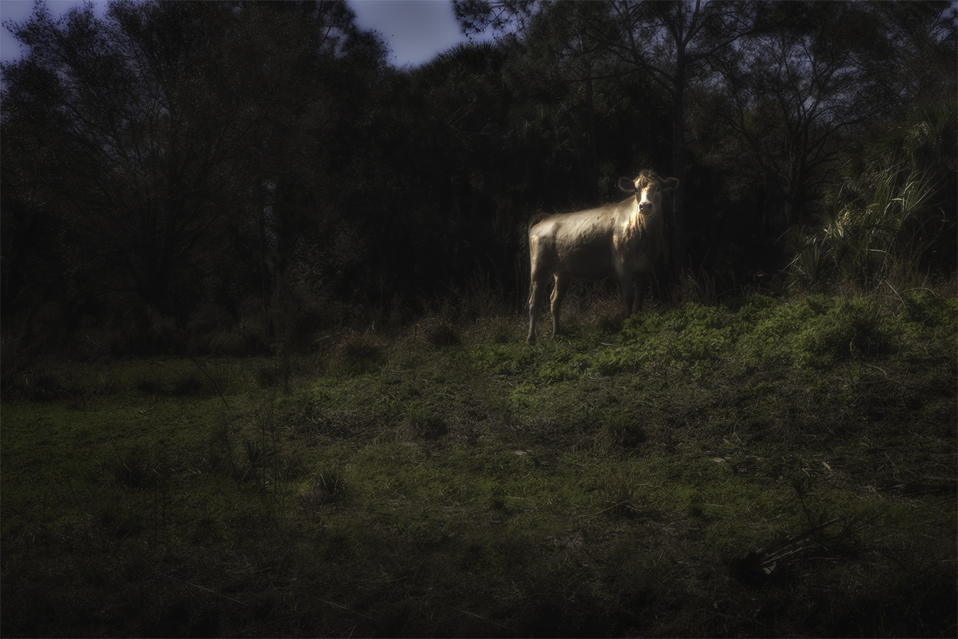 <span style="font-size:16px;">Florida Cow</span> : South : nick dantona fine art photography