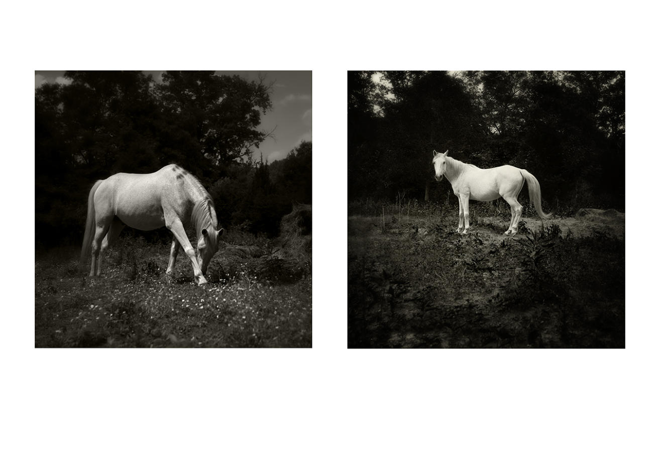 <span style="font-size:16px;"> Bell Buckle White Horse</span> : South : nick dantona fine art photography