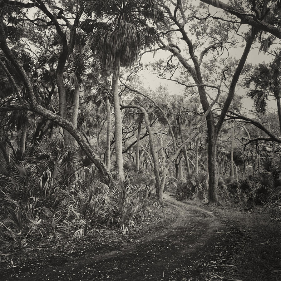 <span style="font-size:16px;">Hunting Island Trail</span> : South : nick dantona fine art photography