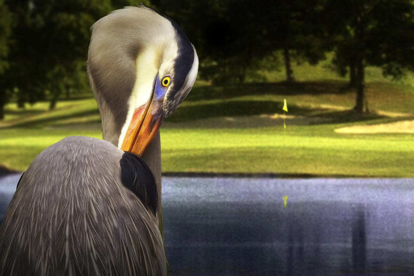 <span style="font-size:16px;">Nashville Golf 10th Hole with Heron</span> : Golf Landscapes : nick dantona fine art photography