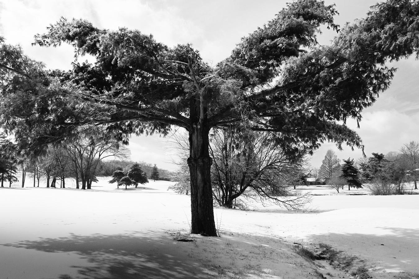  : Golf Landscapes : nick dantona fine art photography