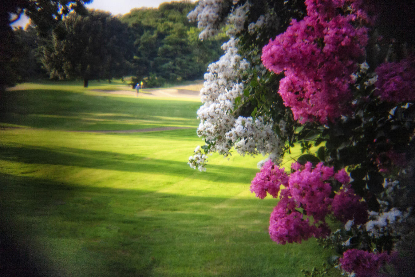  : Golf Landscapes : nick dantona fine art photography